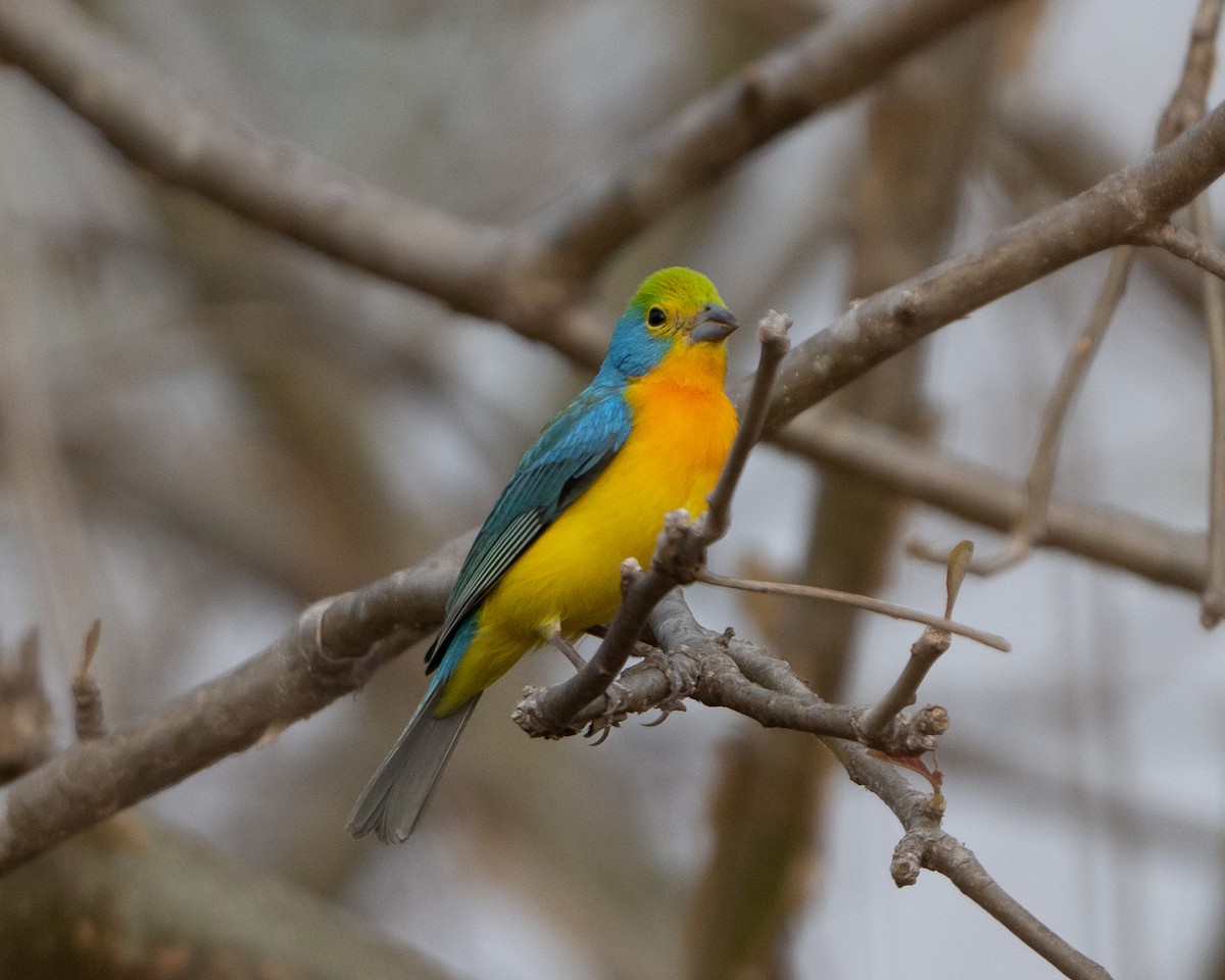 Orange-breasted Bunting - ML617990407