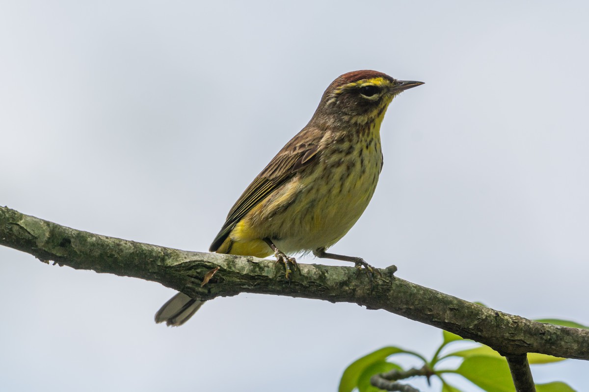 Palmenwaldsänger (hypochrysea) - ML617990451