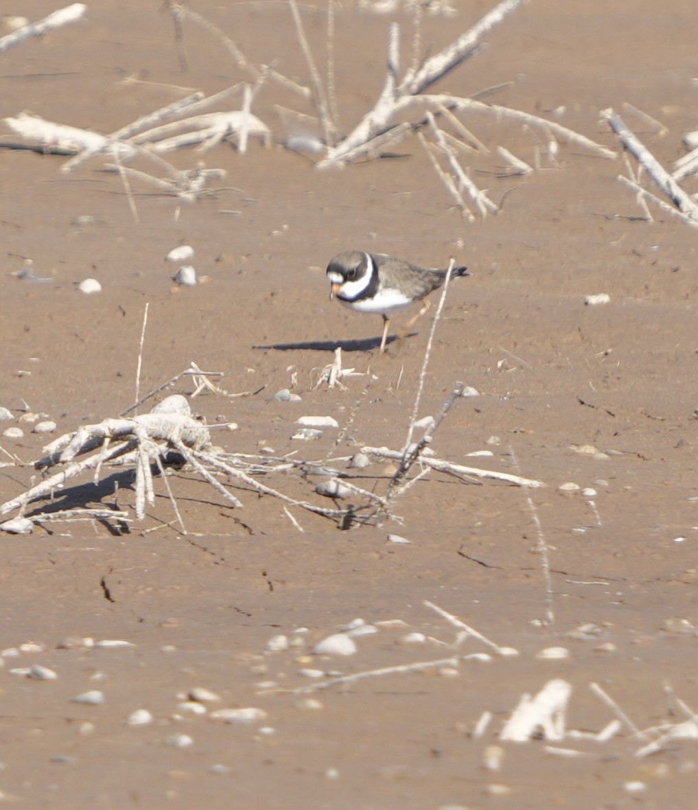 Semipalmated Plover - ML617990452