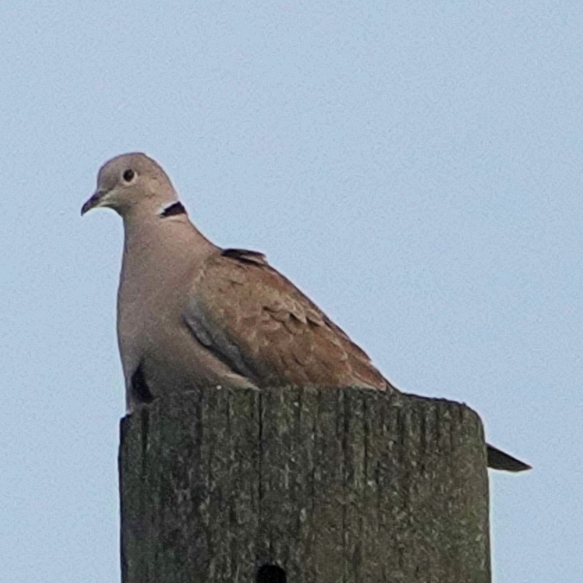 Eurasian Collared-Dove - ML617990459