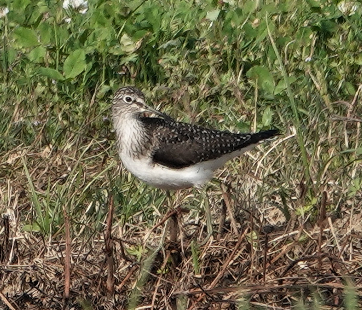 Solitary Sandpiper - ML617990493