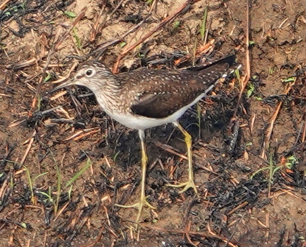 Solitary Sandpiper - ML617990494