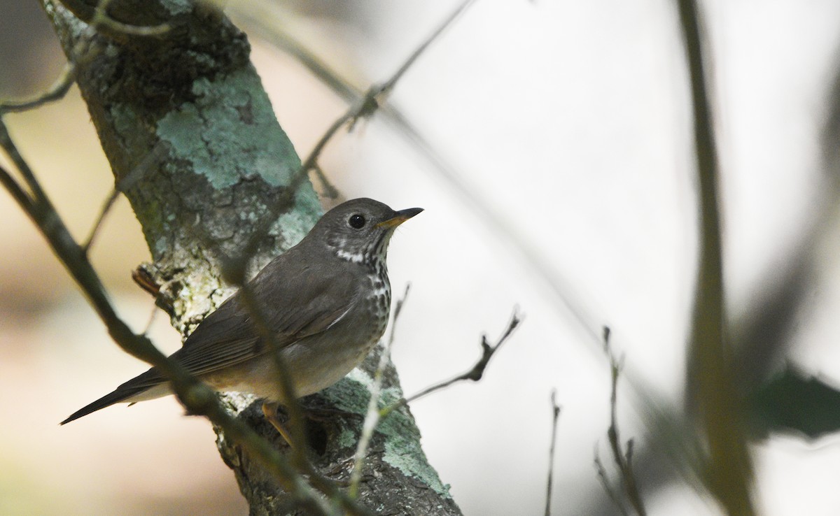 Gray-cheeked Thrush - ML617990513