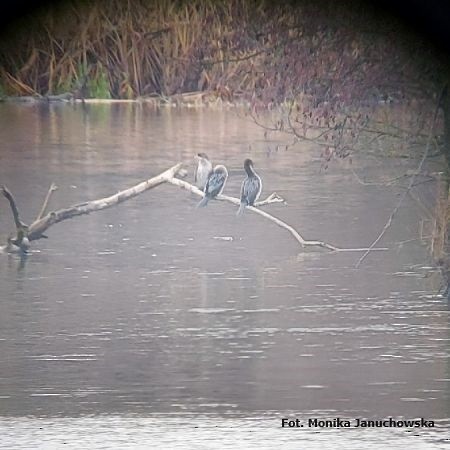 Pygmy Cormorant - ML617990521