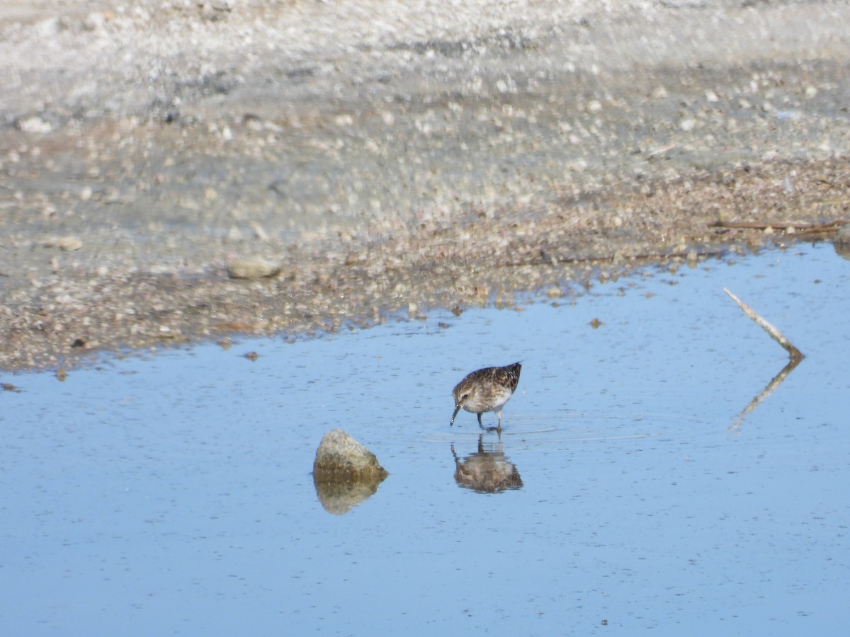 Least Sandpiper - Mark Donahue