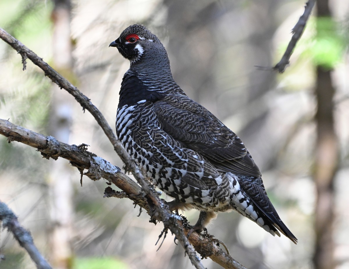 Spruce Grouse - ML617990525