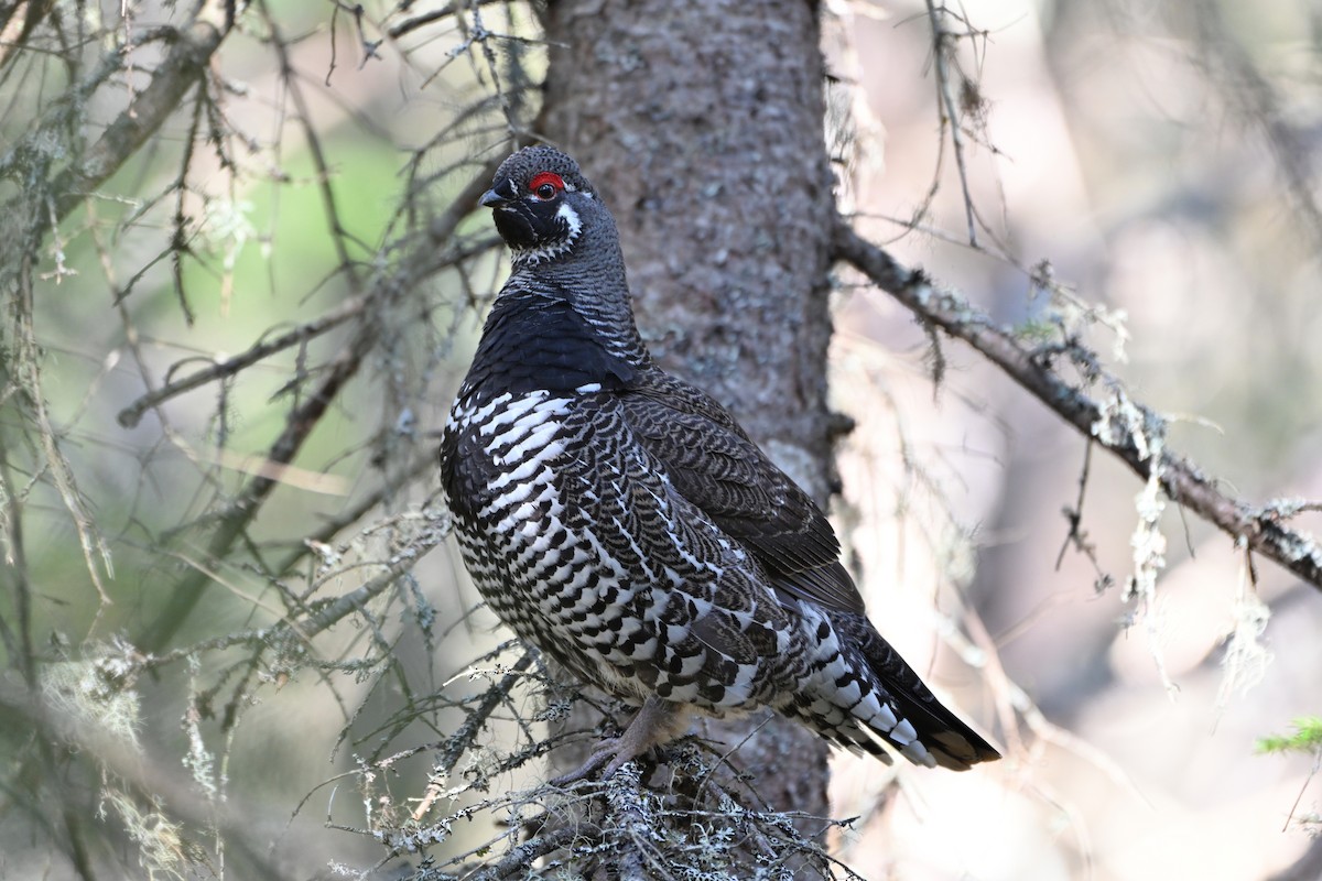 Spruce Grouse - ML617990526