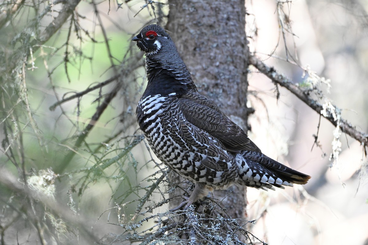 Spruce Grouse - ML617990527