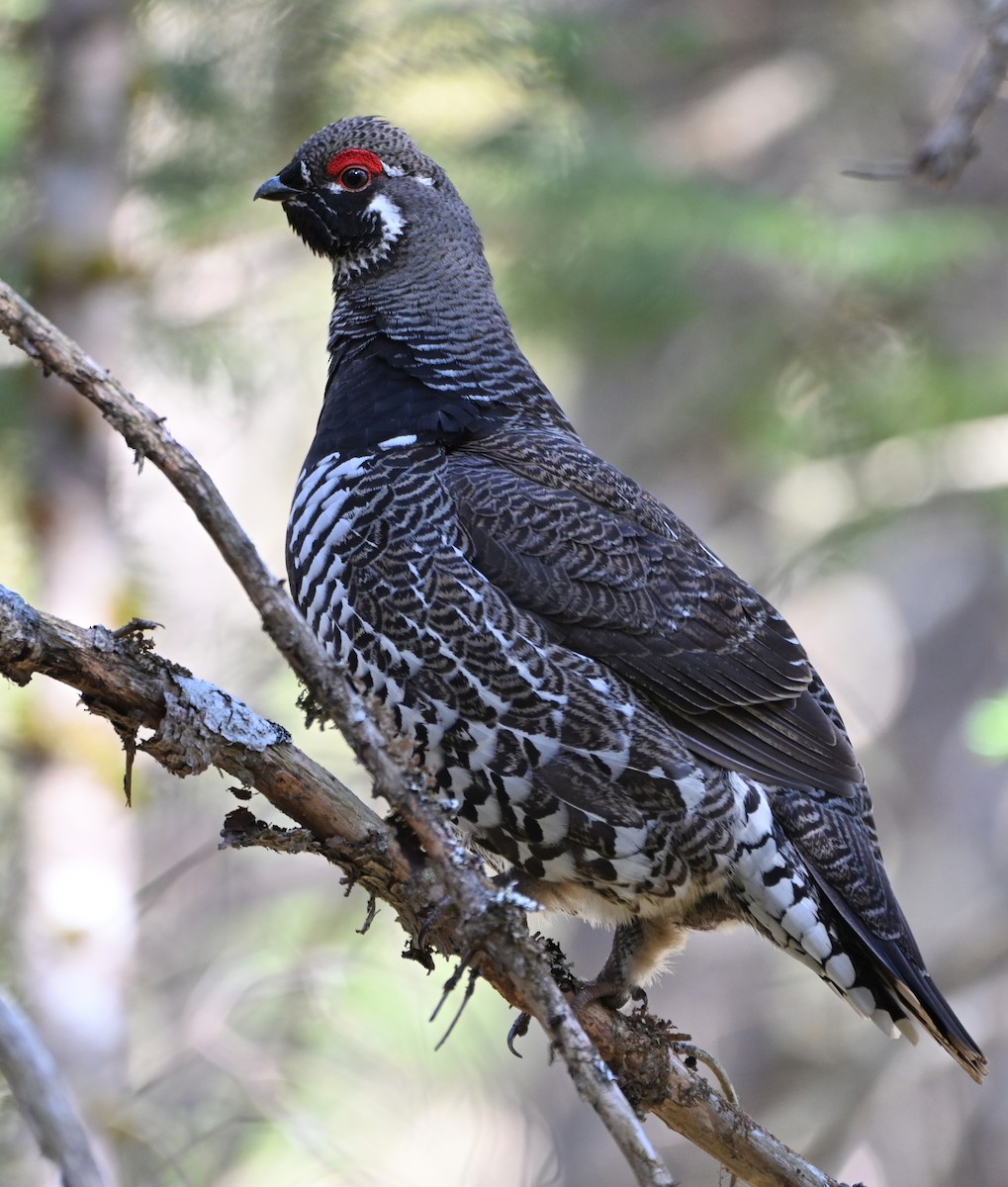 Spruce Grouse - ML617990529