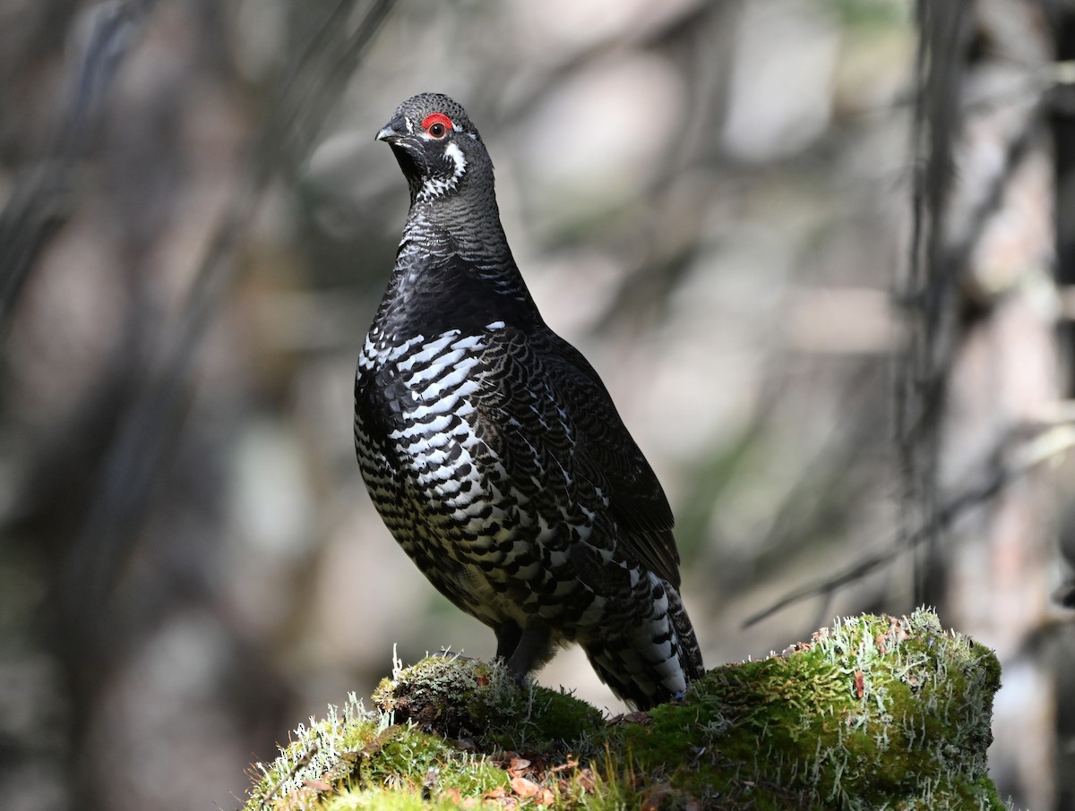 Spruce Grouse - ML617990530