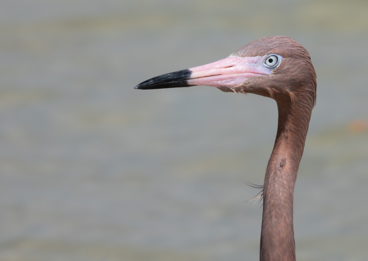 Reddish Egret - Adi Rao