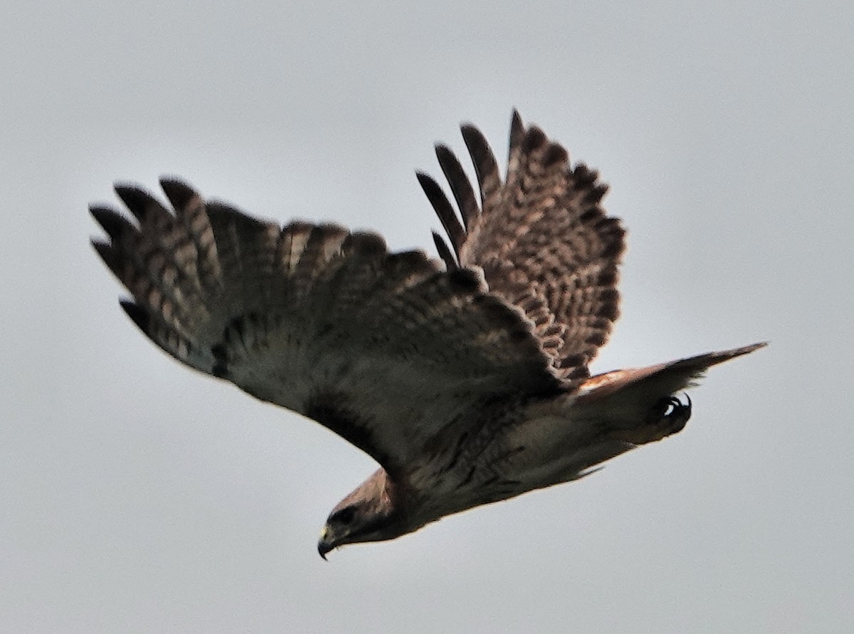 Red-tailed Hawk - Doug Wassmer