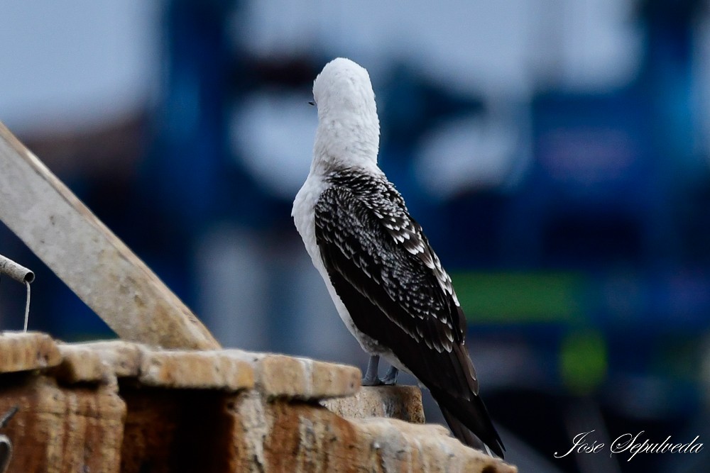 Peruvian Booby - José Sepúlveda