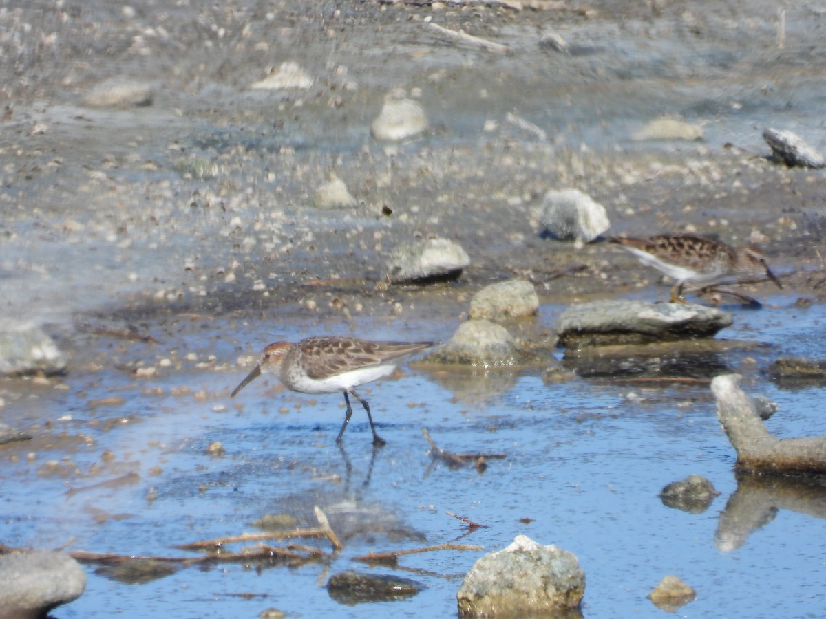 Western Sandpiper - ML617990565