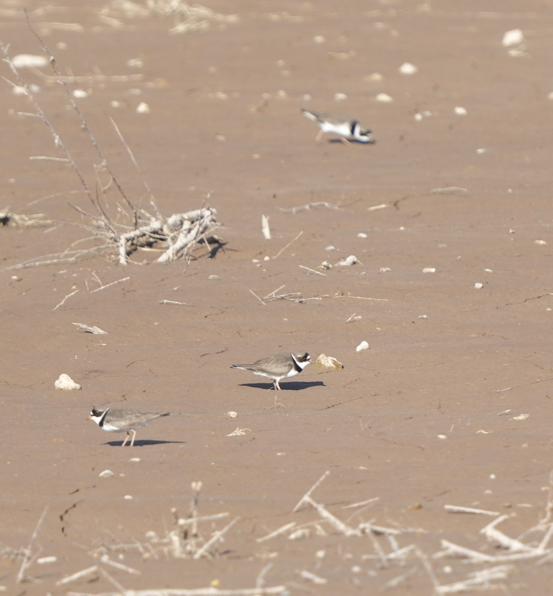 Semipalmated Plover - ML617990567