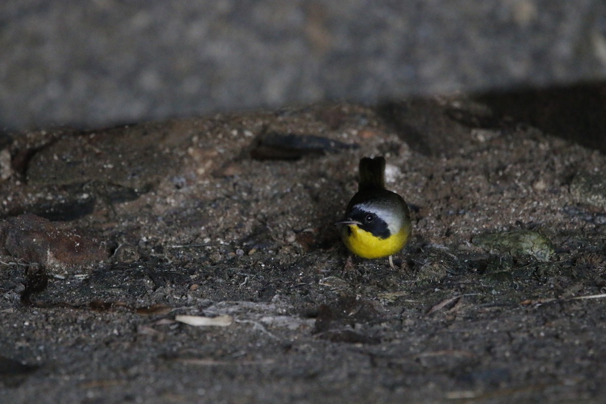 Common Yellowthroat - ML617990568