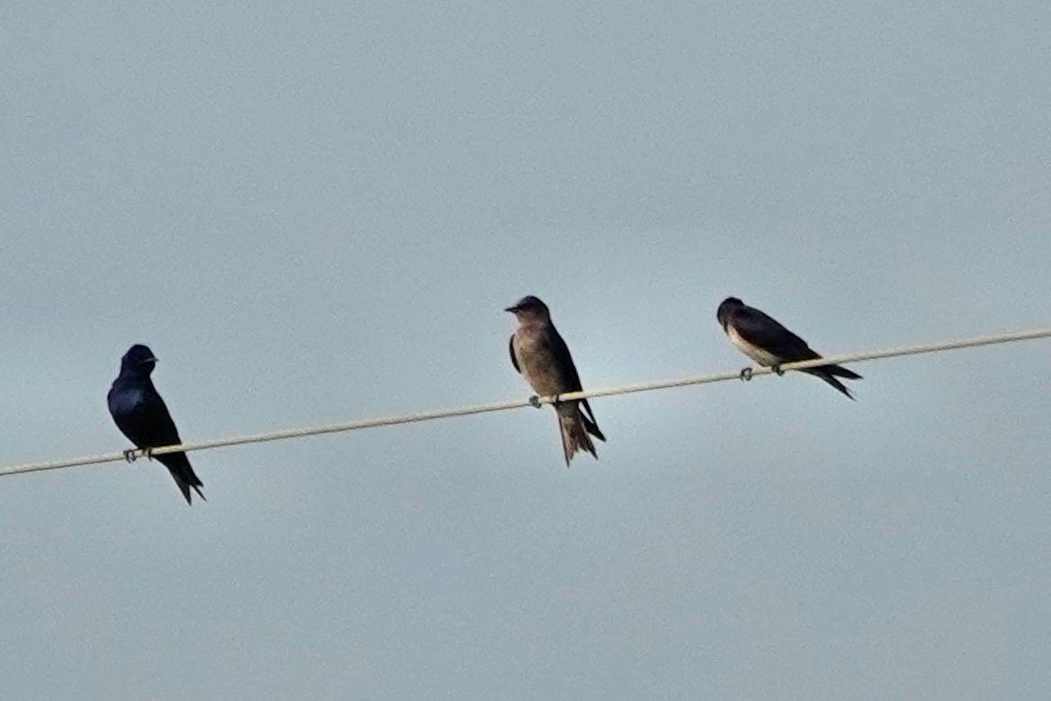 Purple Martin - ML617990628