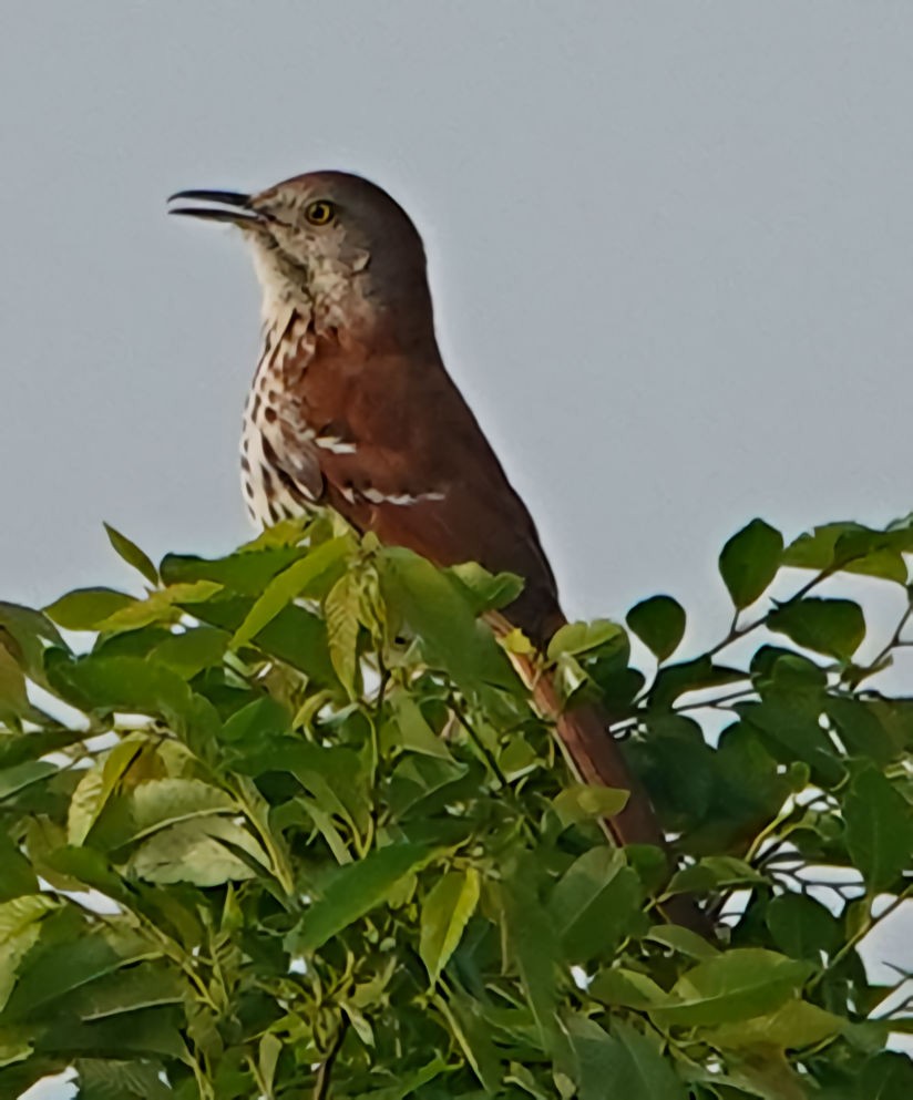 Brown Thrasher - ML617990642