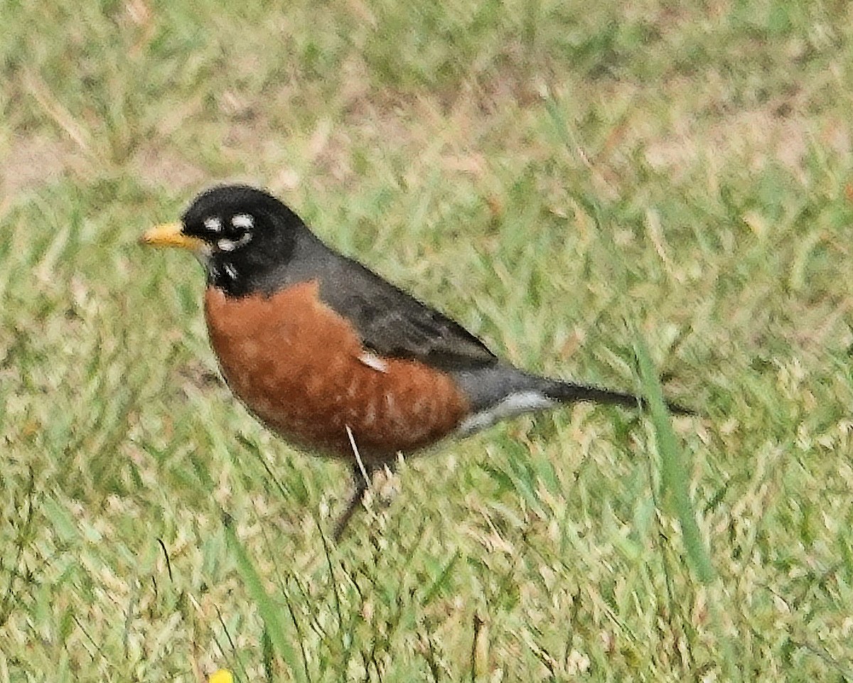 American Robin - ML617990649