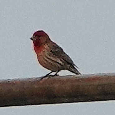 House Finch - ML617990665