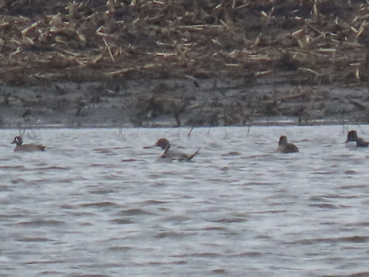 Northern Pintail - ML617990676