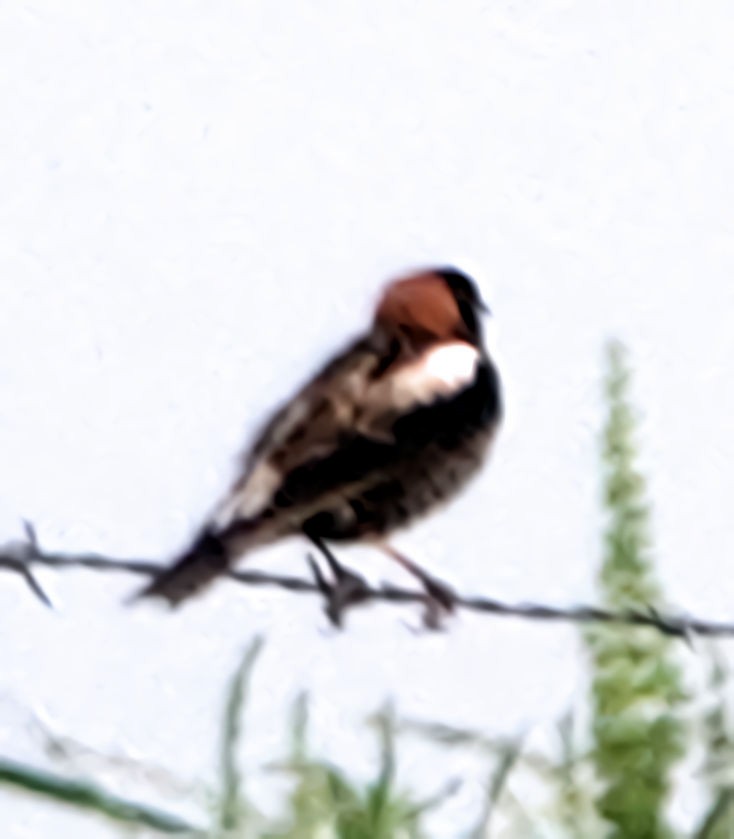 bobolink americký - ML617990707