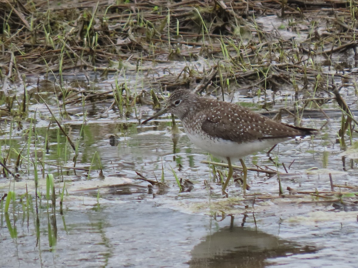 Solitary Sandpiper - ML617990735