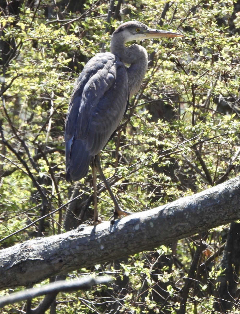 Great Blue Heron - ML617990740