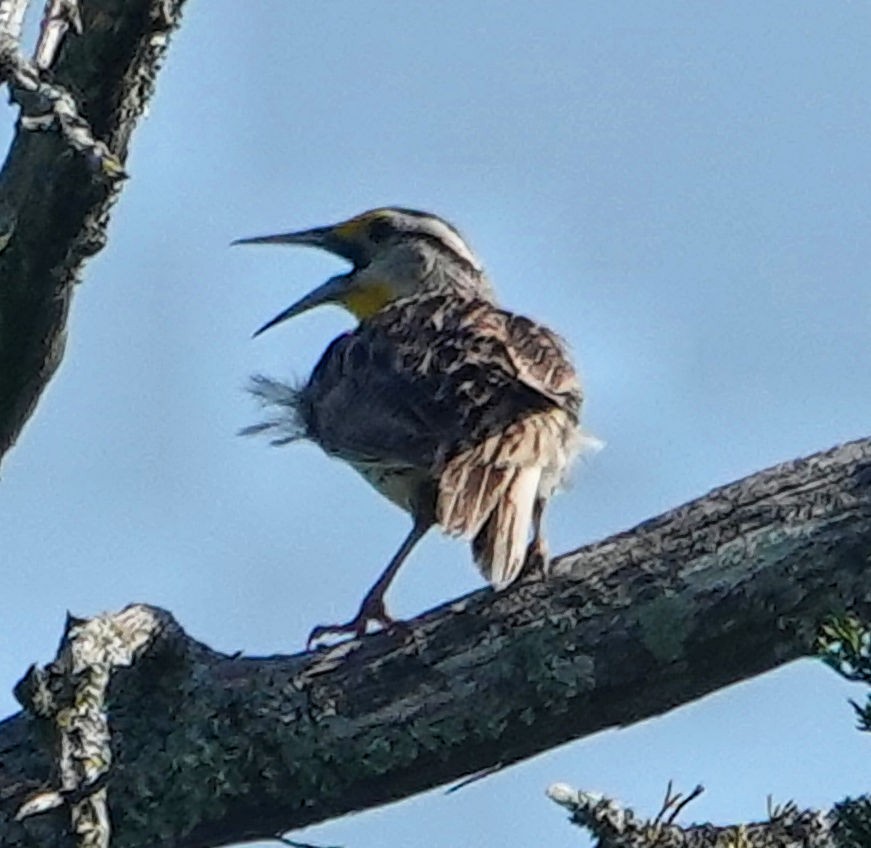 Eastern Meadowlark - ML617990760