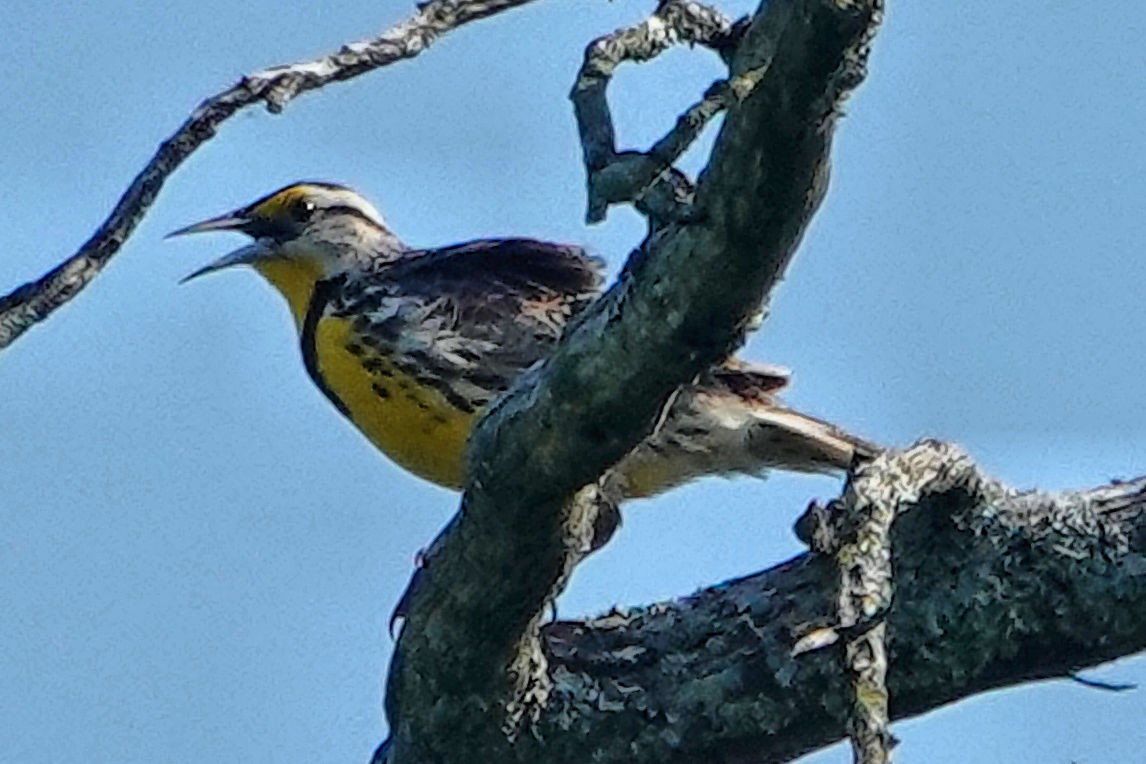 Eastern Meadowlark - ML617990761