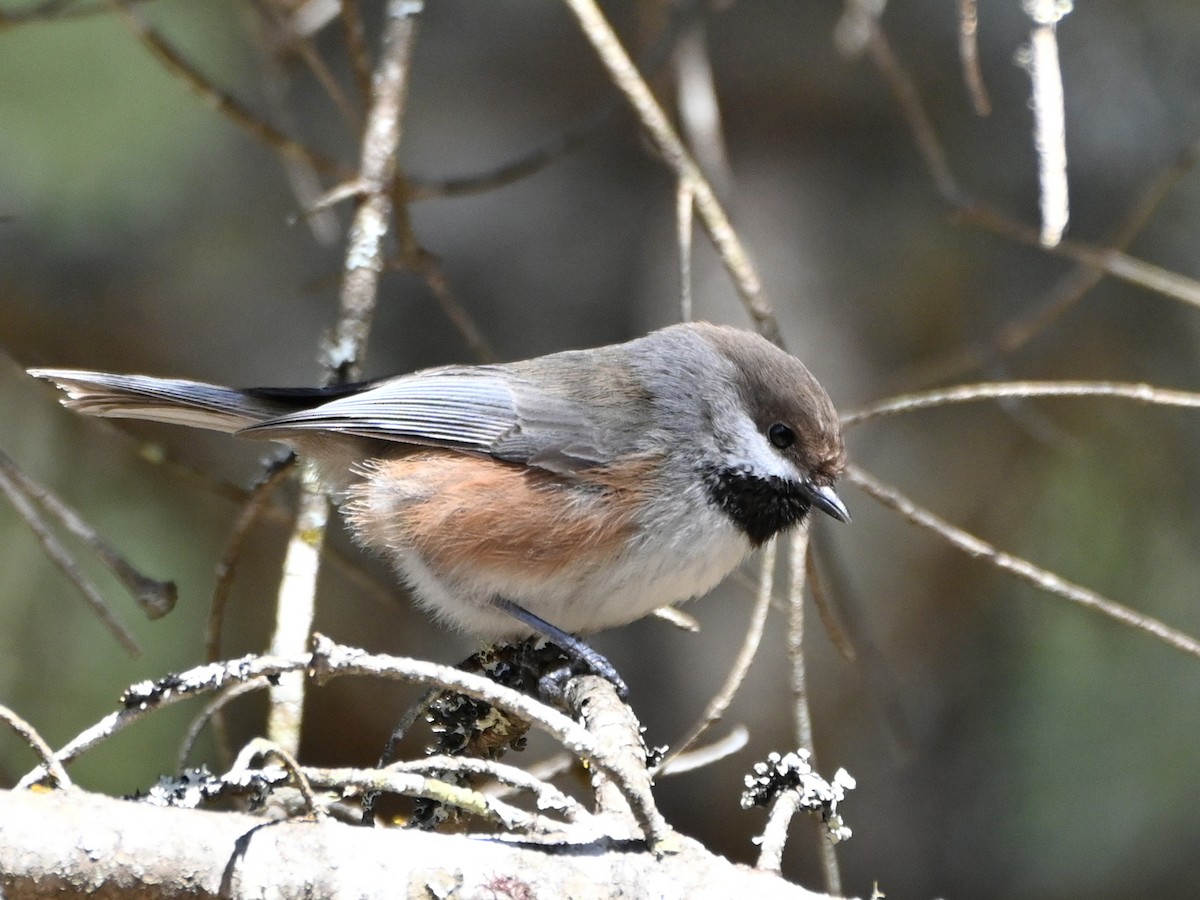 Boreal Chickadee - ML617990764