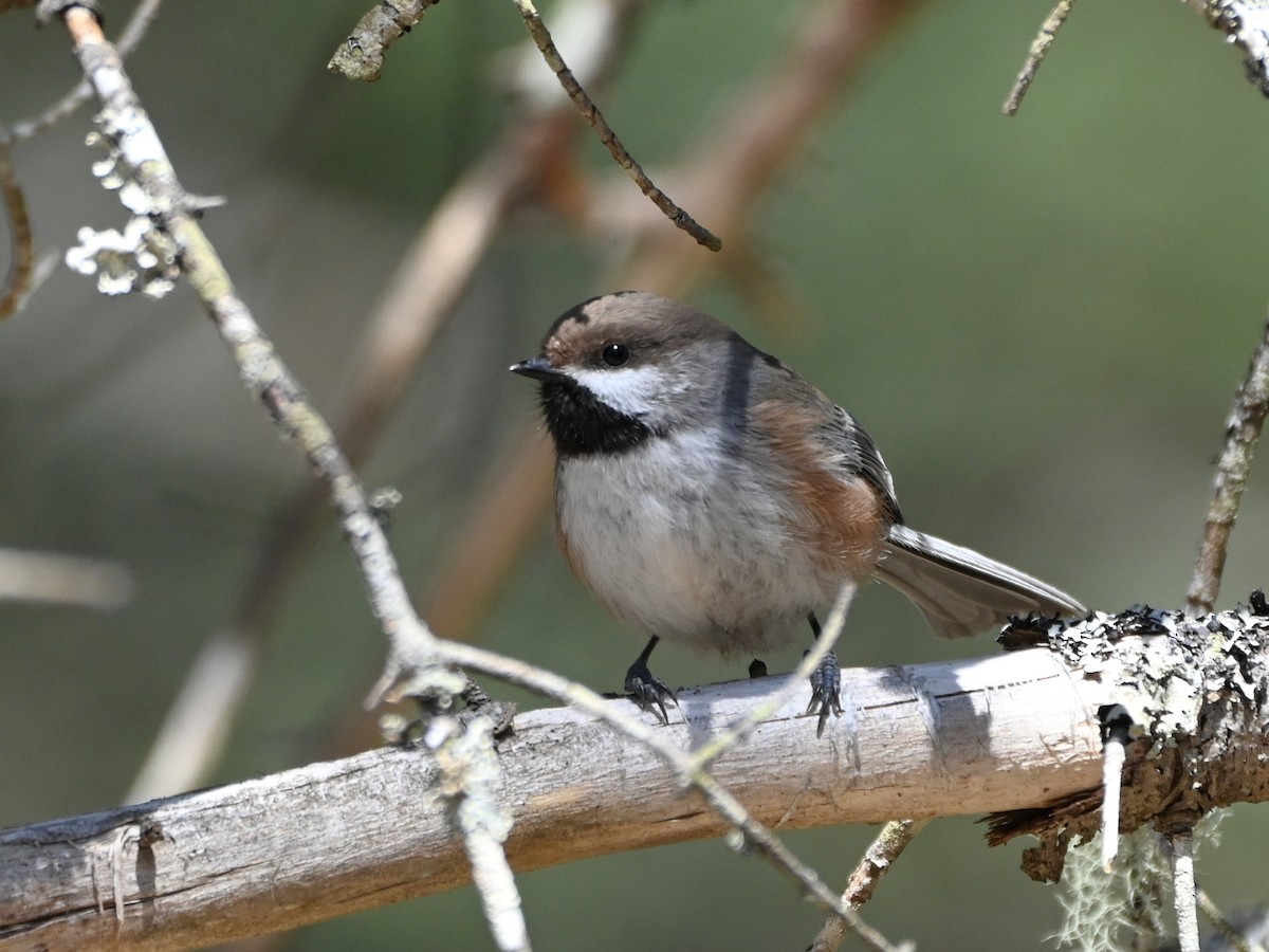 Boreal Chickadee - ML617990767