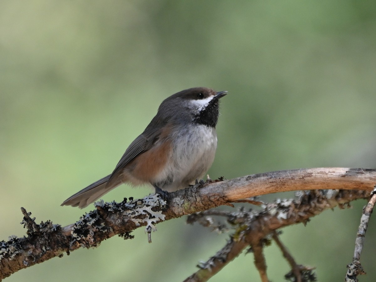 Boreal Chickadee - ML617990768