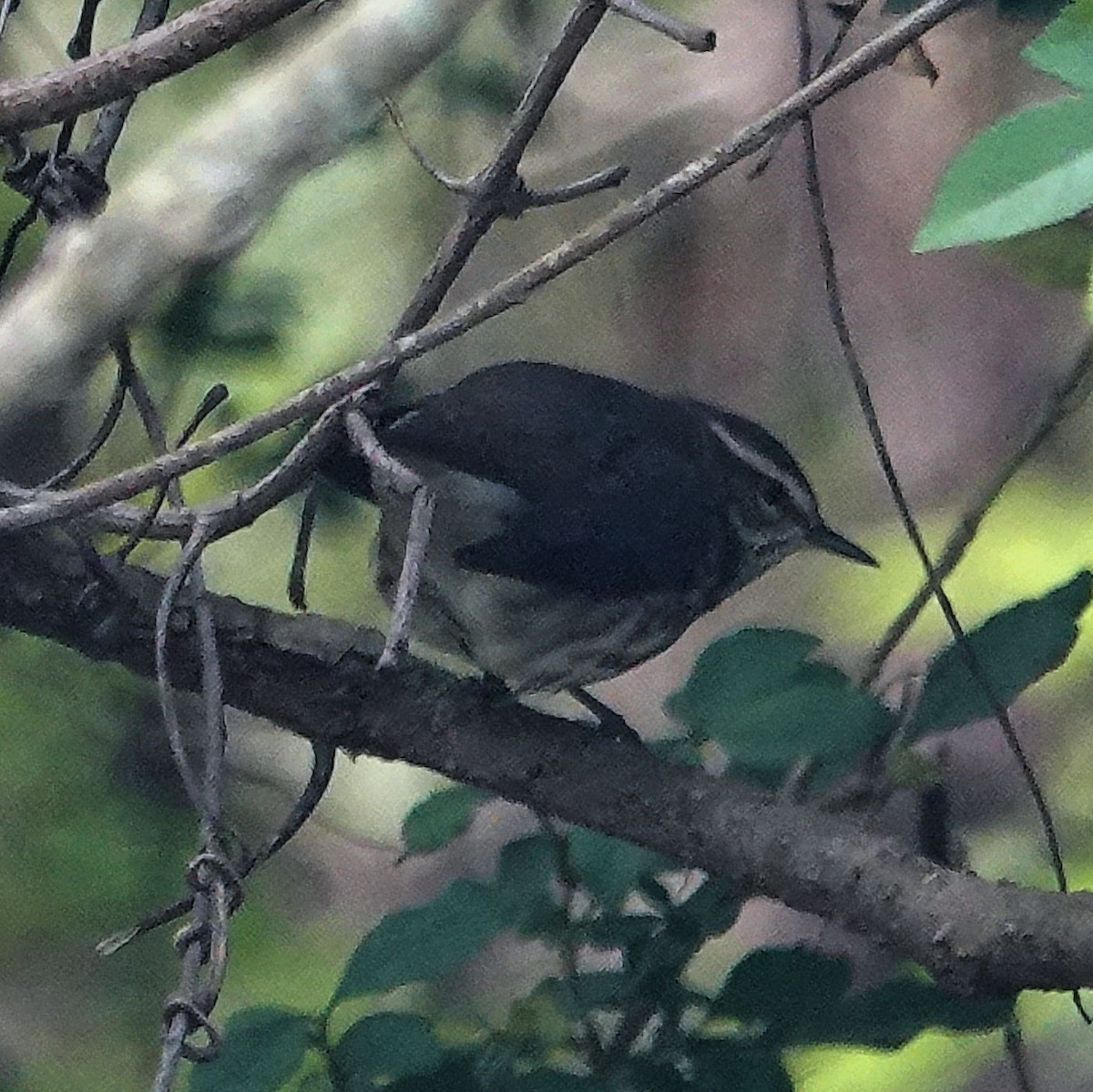 Northern Waterthrush - ML617990770