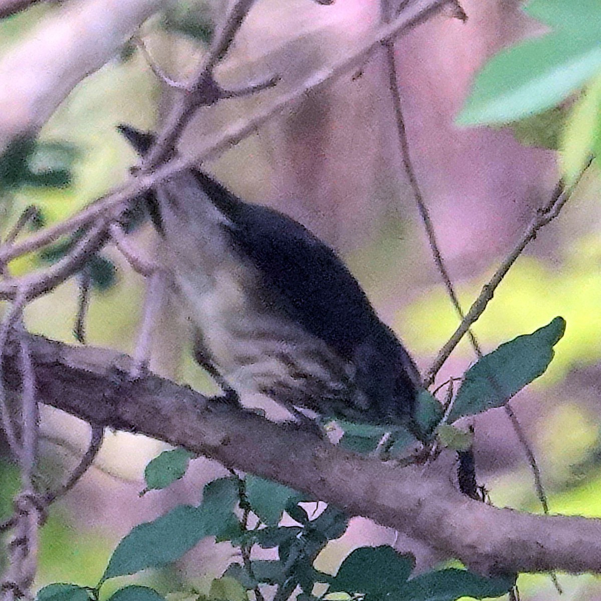 Northern Waterthrush - Doug Wassmer