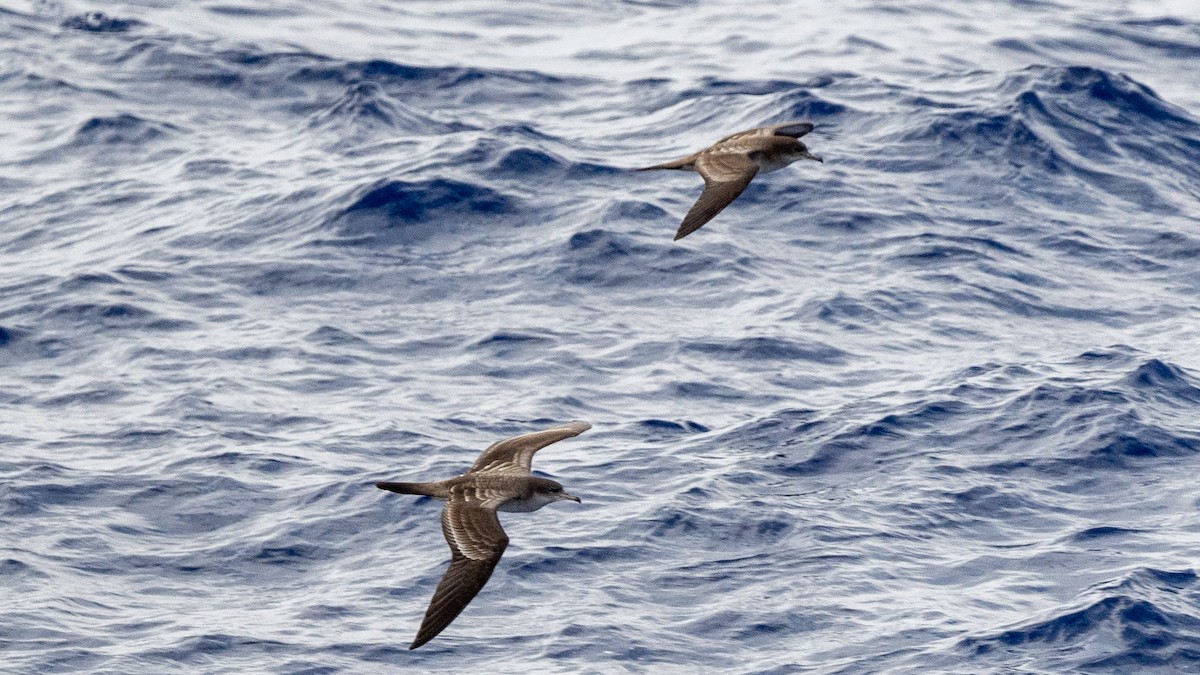 Wedge-tailed Shearwater - Steve McInnis