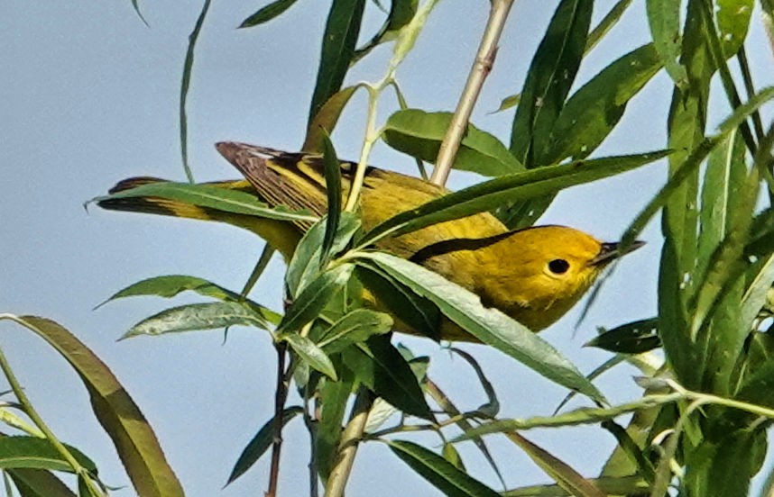 Yellow Warbler - ML617990793