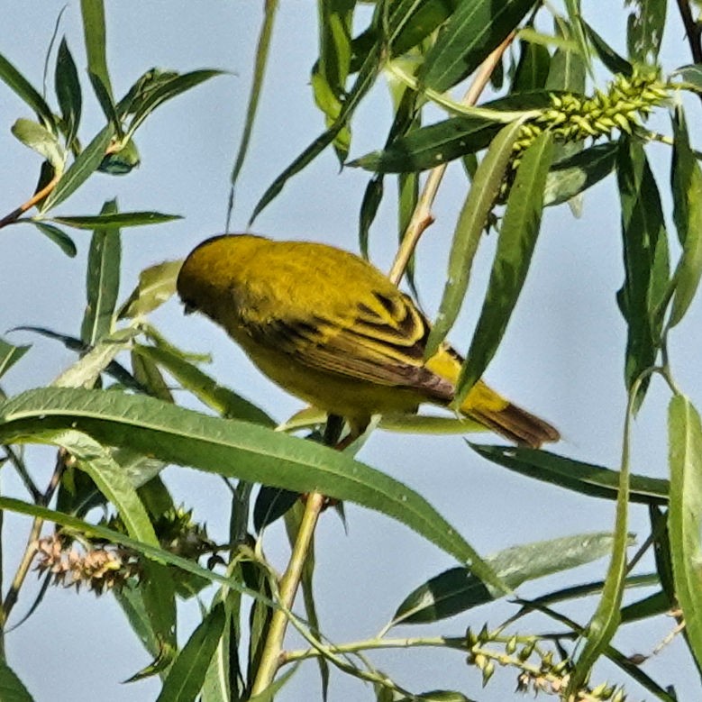 Yellow Warbler - ML617990794