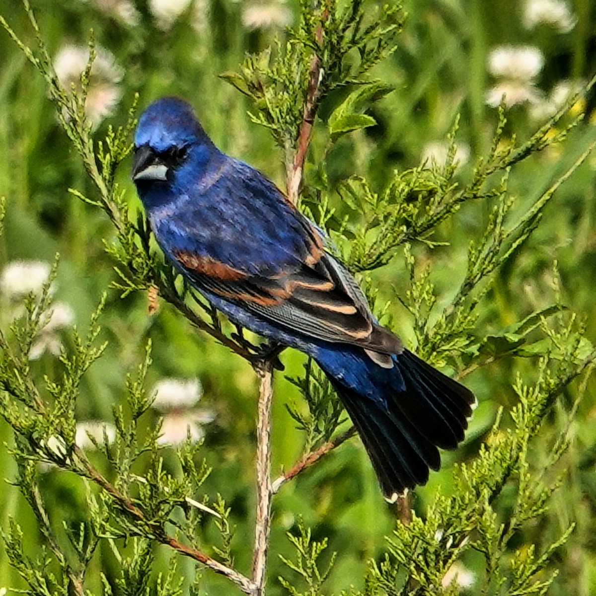 Blue Grosbeak - ML617990800