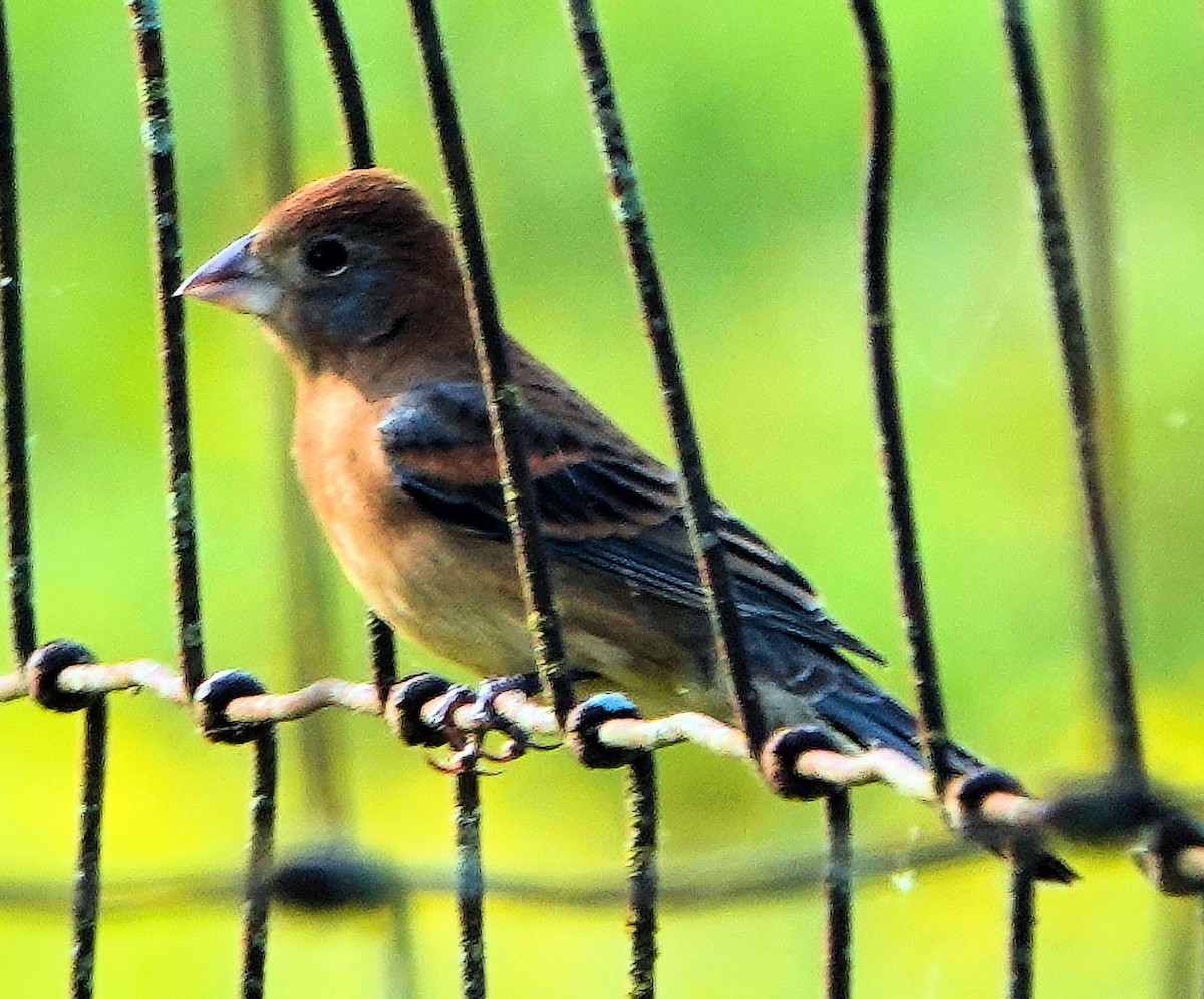 Blue Grosbeak - ML617990801