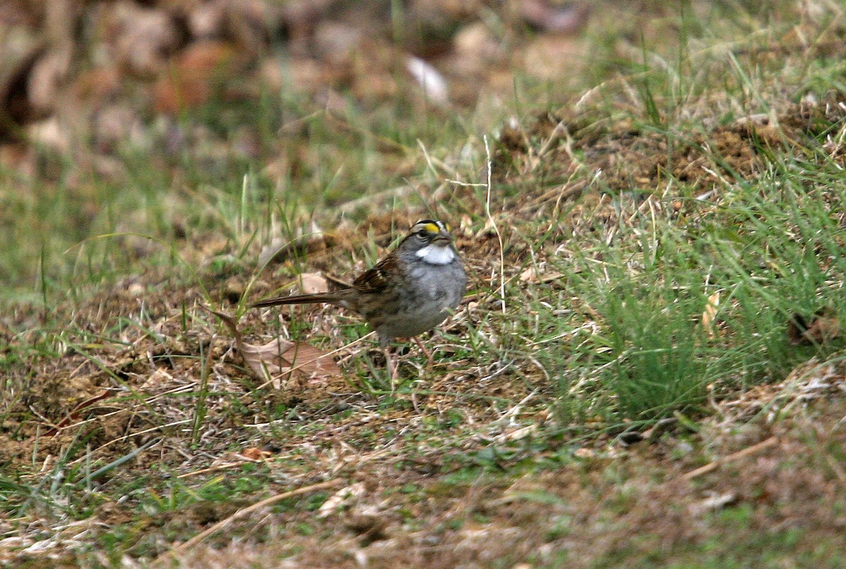 White-throated Sparrow - ML617990868