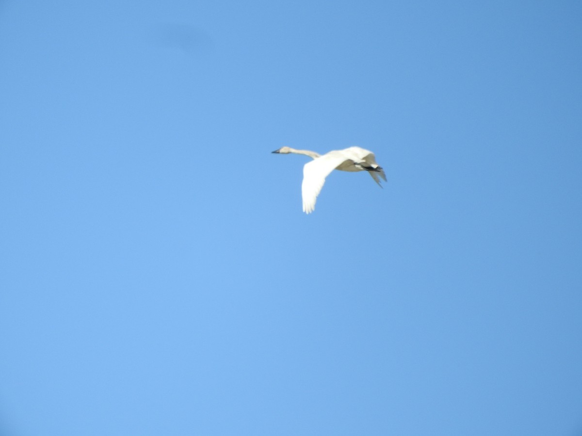 Tundra Swan - ML617990869