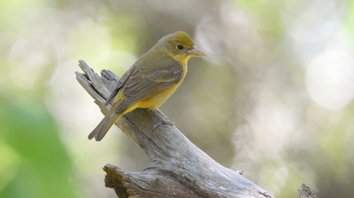 Summer Tanager - Ty Allen