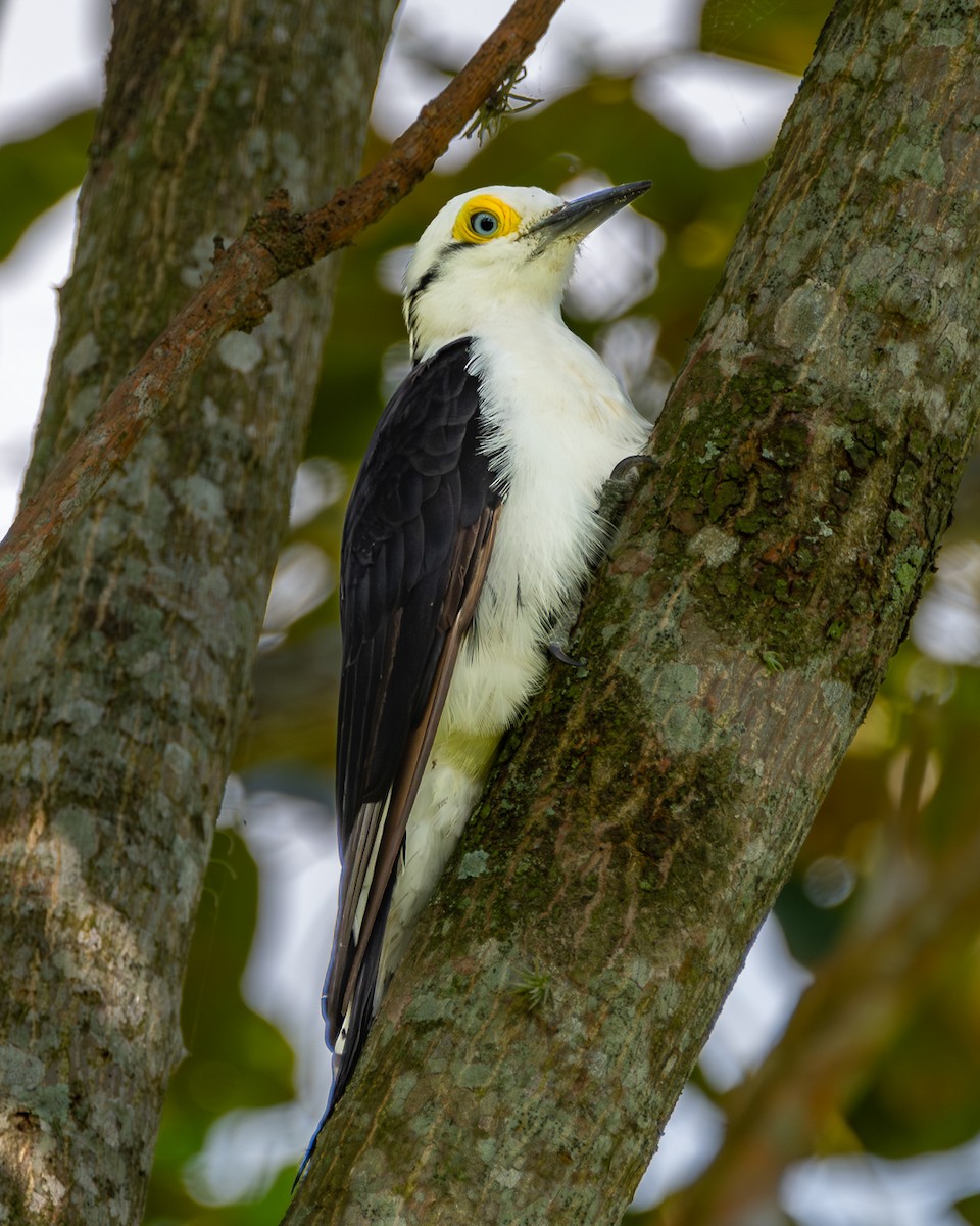 White Woodpecker - ML617990891