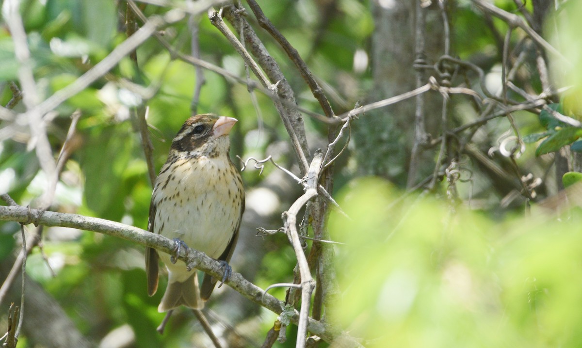 Rose-breasted Grosbeak - Ty Allen