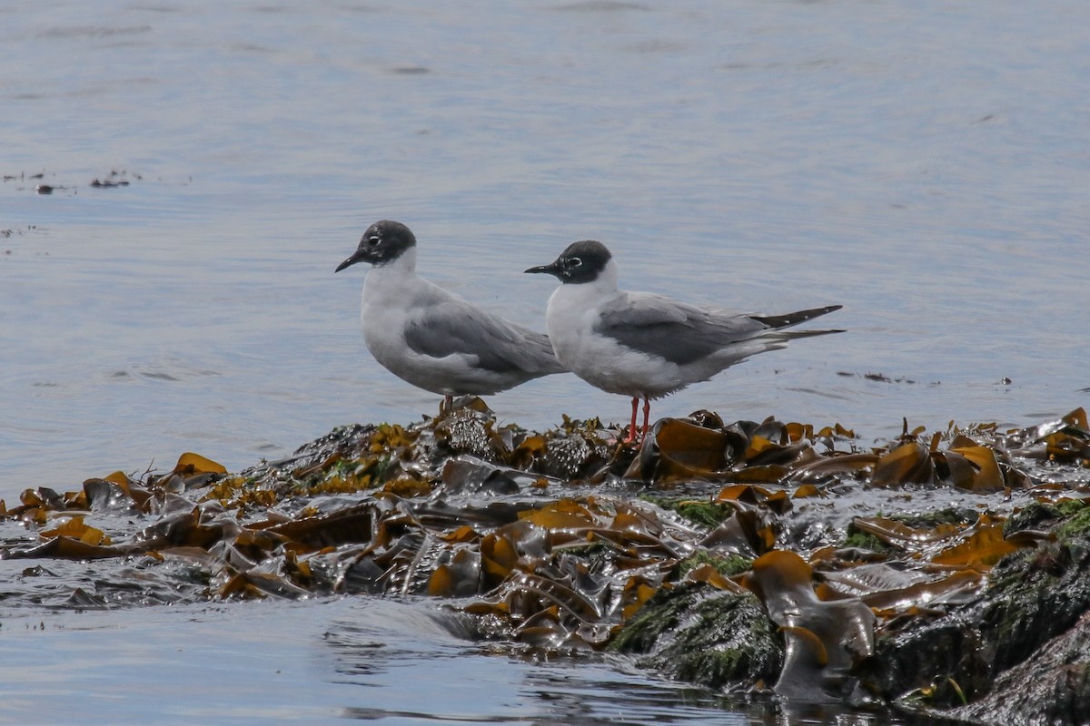 Bonaparte's Gull - Mark Byrne