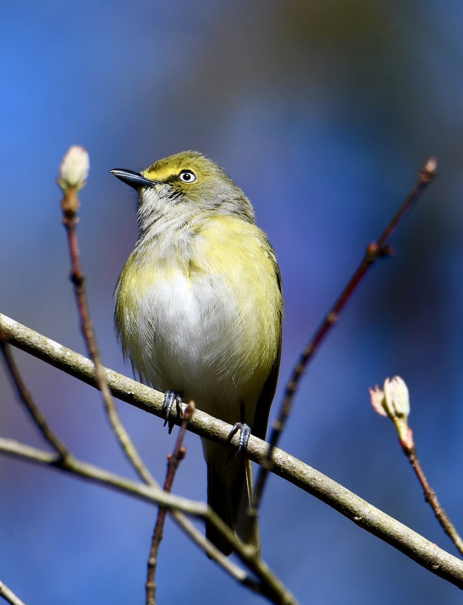 White-eyed Vireo - Tom Considine