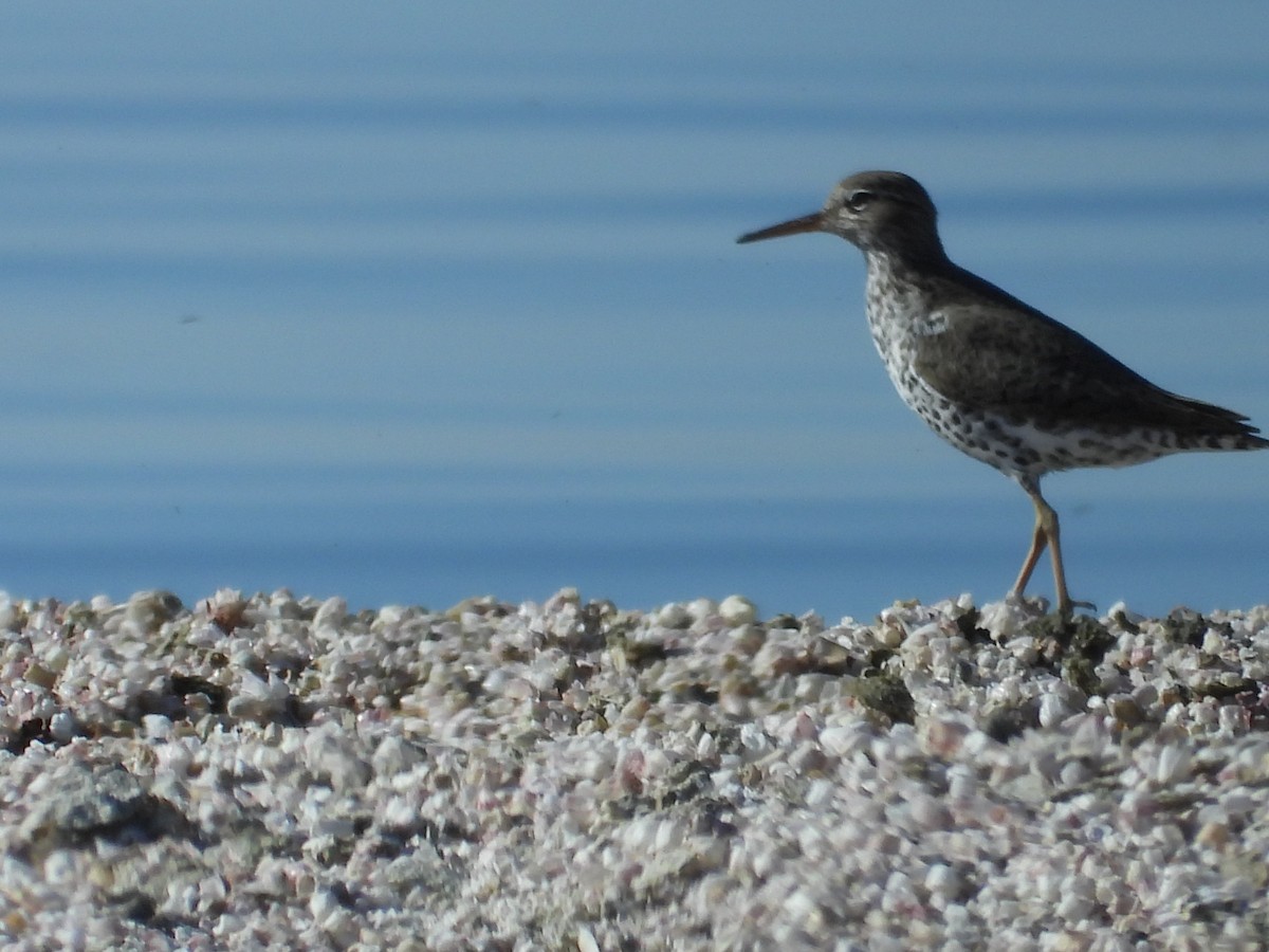 Spotted Sandpiper - Mark Donahue