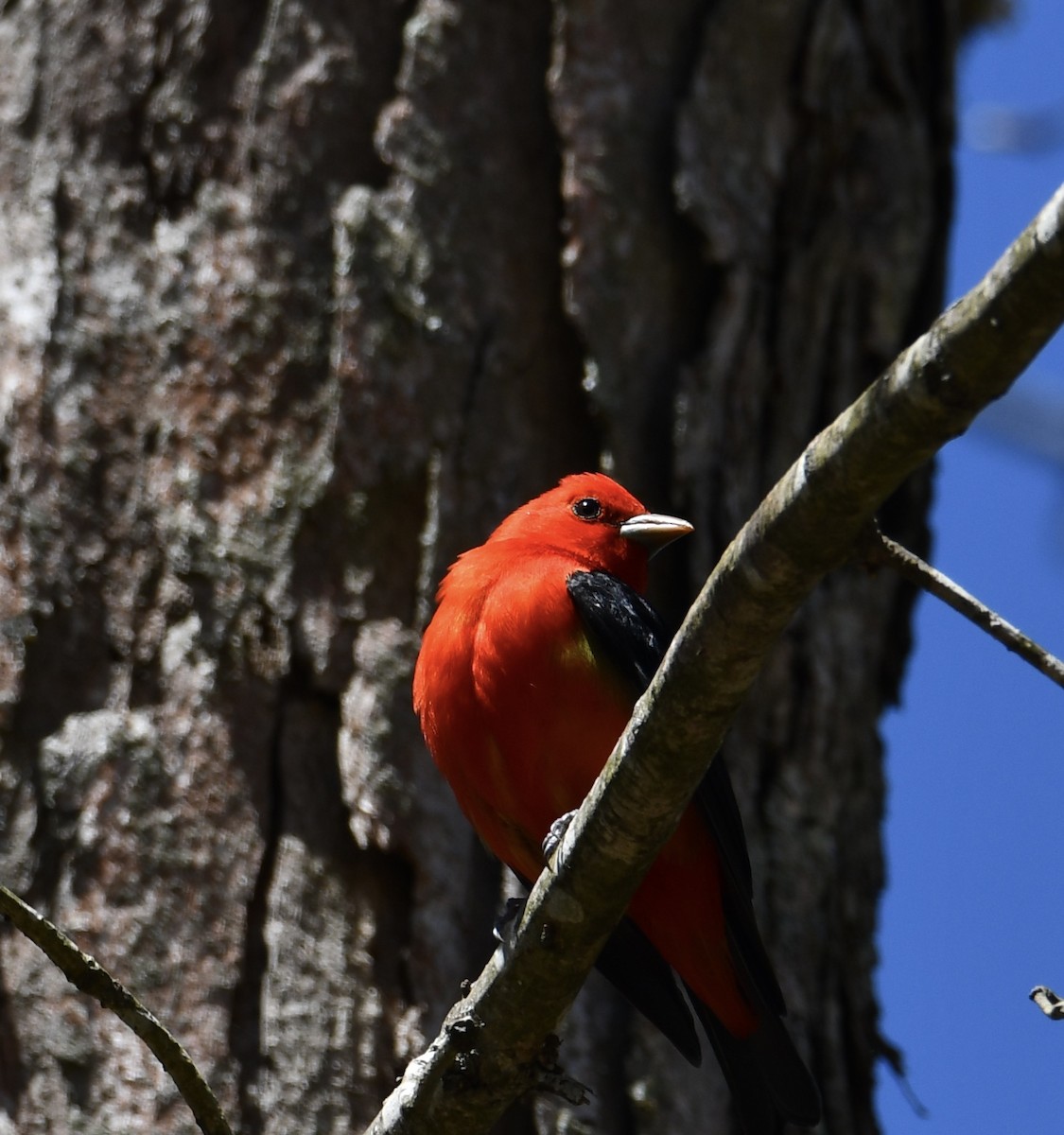 Scarlet Tanager - Tom Considine