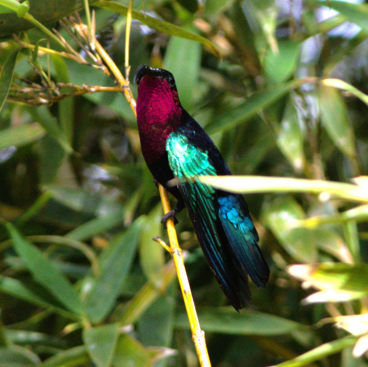 Purple-throated Carib - Greg Roberts